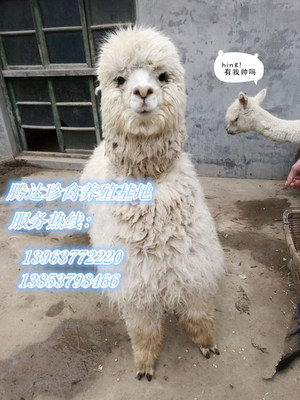 滁州地區(qū)特色動物租賃與馬戲服務(wù)指南 從羊駝到海獅的多元化選擇